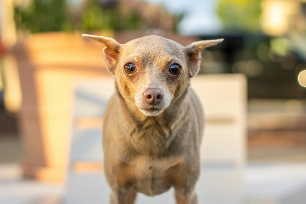 Kulak Muayenesinde Nelere Bakılır?