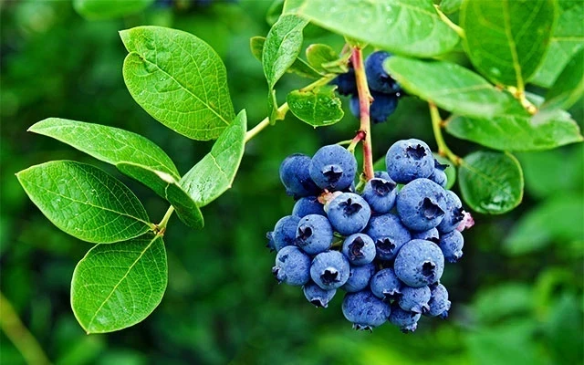 Yaban Mersini Hakkında Hiç Duymadığımız Yararları