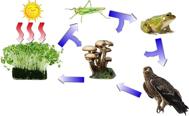 Enerji Dönüşümleri ve Çevre Bilimi