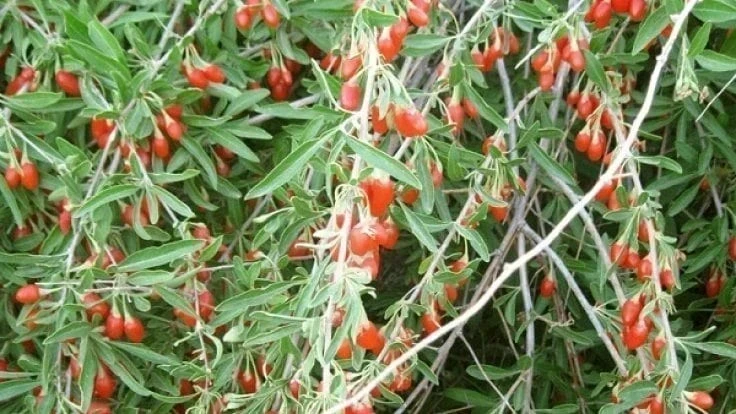 Goji Berry Nedir? Faydaları ve Özelikleri Nelerdir