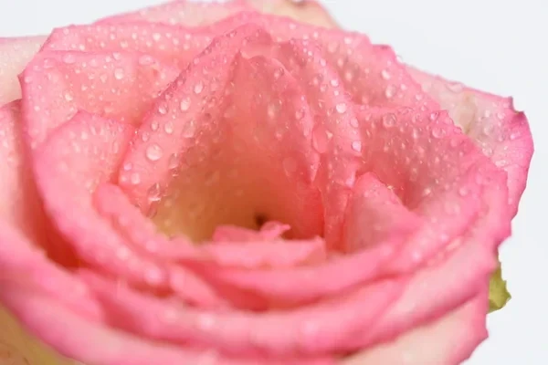 Gül Yaprağı kurutmak