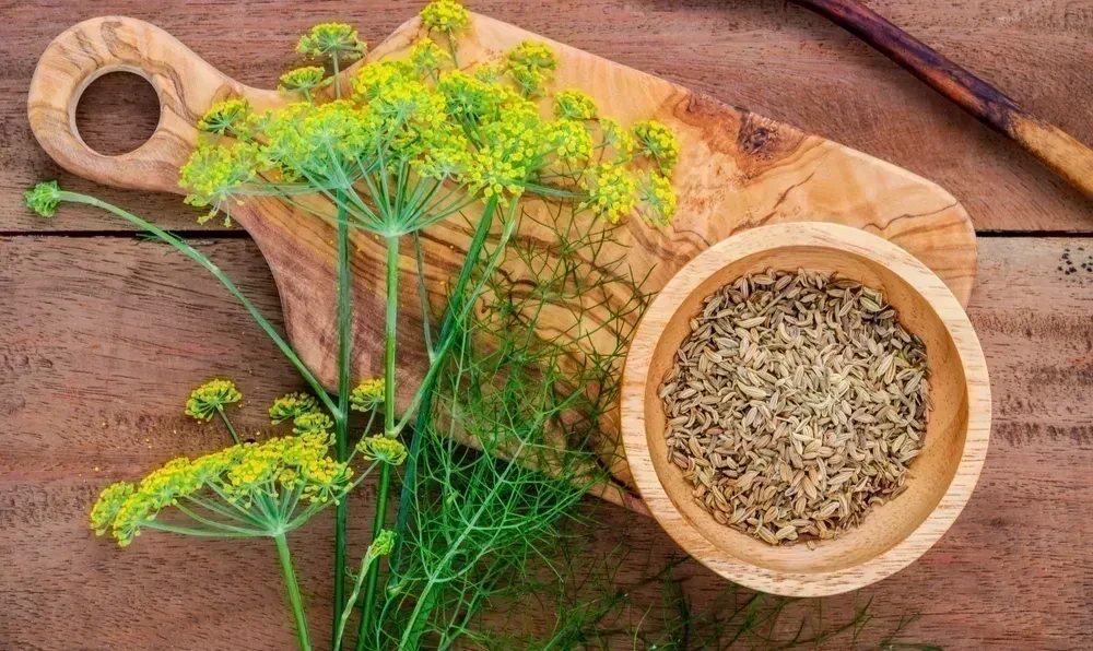 Rezene Çayı Faydaları