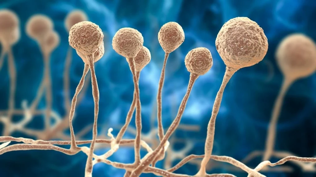 Mantar Hastalığı Nedir? – Mantara İyi Gelen Yöntemler