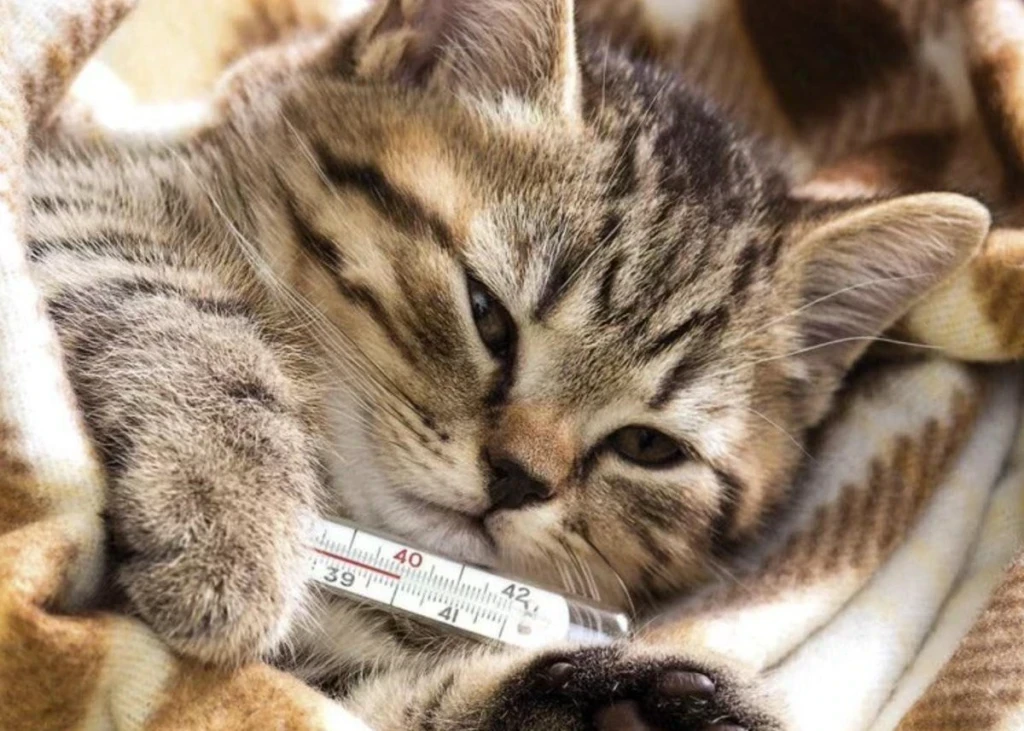 Kedilerde Grip ve Nezle: Belirtileri, Nedenleri ve Tedavisi