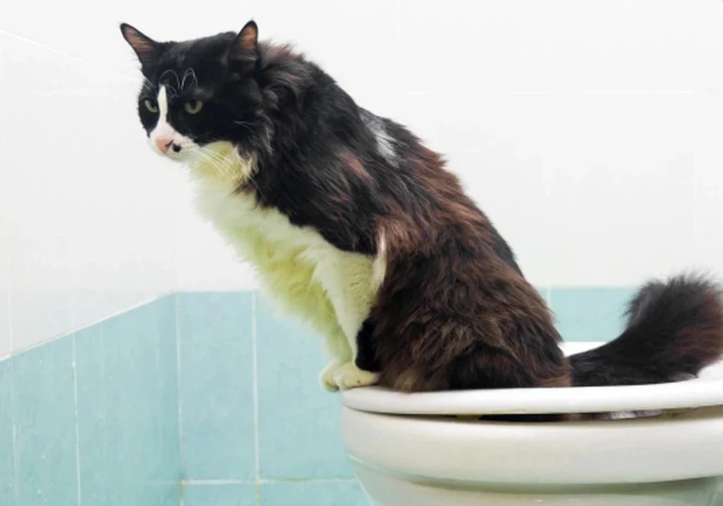 Kedilerde İshal: Belirtileri, Nedenleri ve Tedavisi