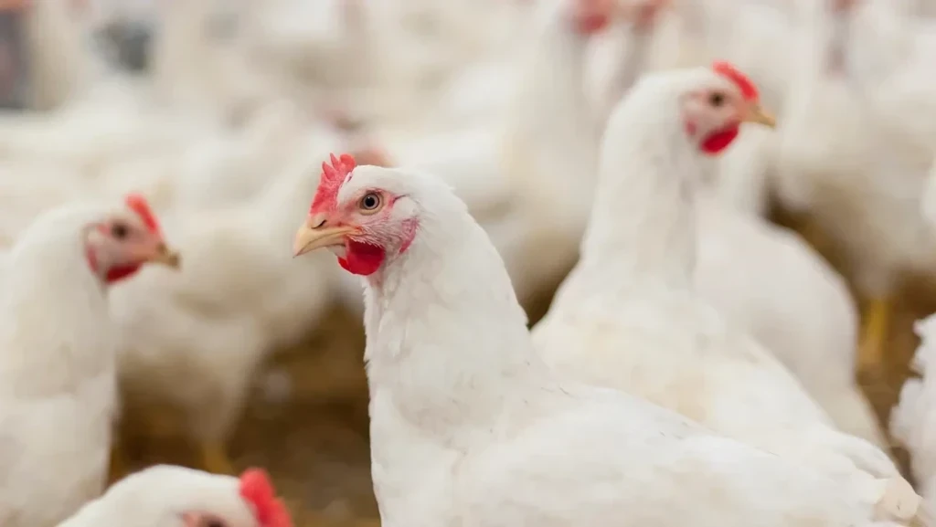 Tavuk Veba Aşısı Fiyatı