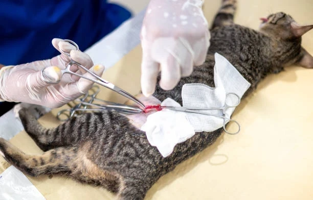 Kedi ve Köpeklerde Kısırlaştırma Ameliyatı Detayları