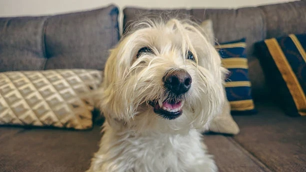 Kısır Kediler Hamile Kalır mı? Detaylı Rehber