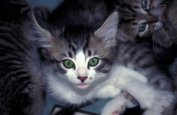 Kedilere Cin Girer Mi? Kediler ve Cin İlişkisi Hakkında Merak Edilenler