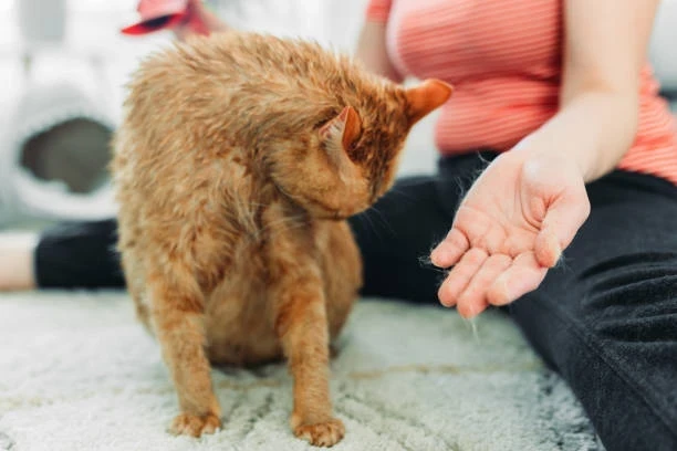 Kedilerde Tüy Dökümünü Azaltan En İyi Kedi Mamaları