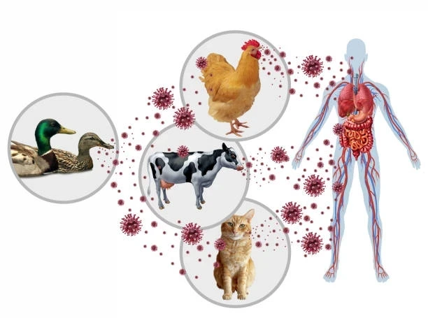 Hayvandan İnsana Bulaşan Hastalıklar ve İş Sağlığı Güvenliği Önemi