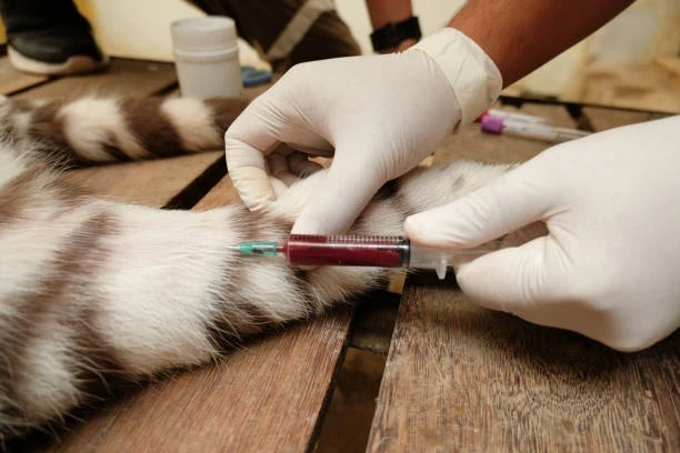 Hayvan Kanından Bulaşan Hastalıklar ve Korunma Yolları