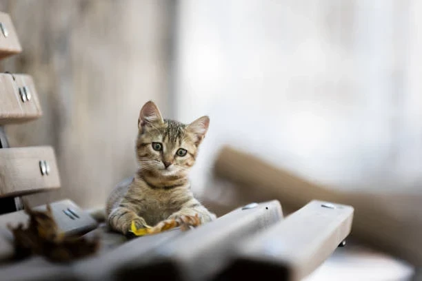 Cins Kedi Sahiplendirme Rehberi: Ücretsiz ve Yavru Kedi Seçenekleri