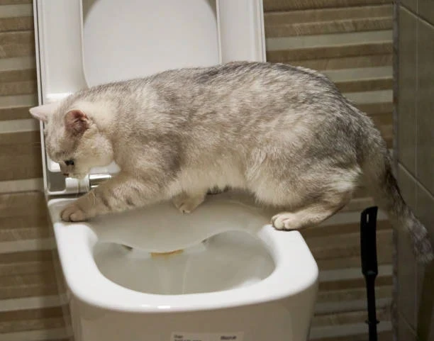 Kediler İçin Otomatik Tuvalet Sistemleri ve Kullanım Rehberi