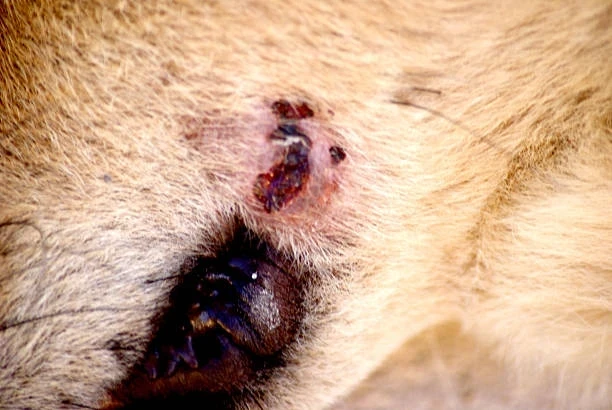 Brusella Hayvan Hastalığı: Nedenleri, Belirtileri ve Mücadele Yöntemleri