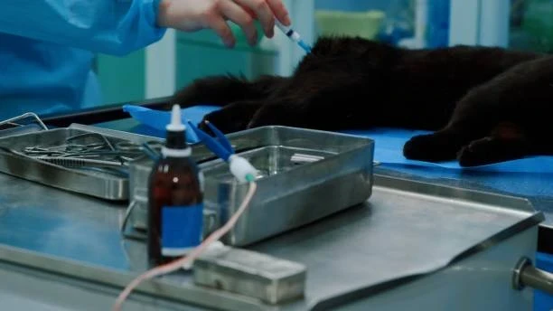 Dişi Köpek ve Kedi Kısırlaştırma İğneleri Hakkında Bilgiler