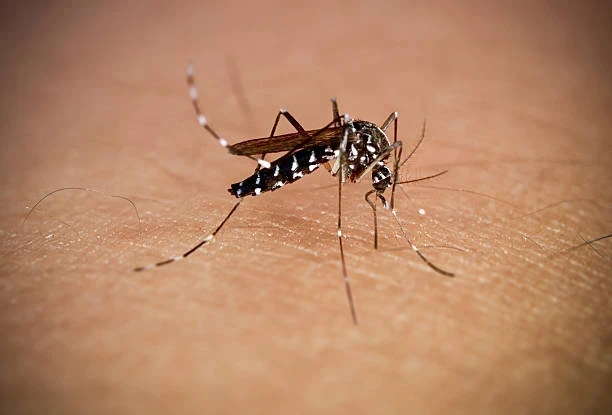 Kanatlı Hayvanlarda Enfeksiyon Hastalıkları ve Korunma Yolları