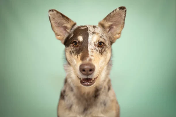 Fransız ve İsveç Köpek Cinsleri: Özellikleri ve Karşılaştırması