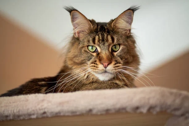 Ameliyatsız Erkek Kedi Kısırlaştırma Yöntemleri ve Avantajları