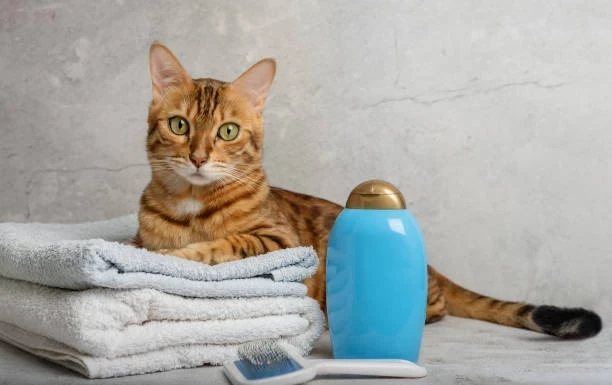 Kedi Tuvaleti ve Bakım Ürünleri Rehberi