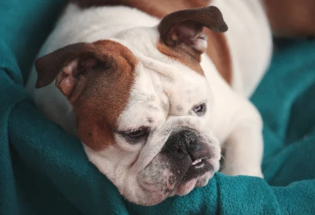 Tüm Köpek Cinsleri ve Büyük Köpek Cinsleri Hakkında Bilgi