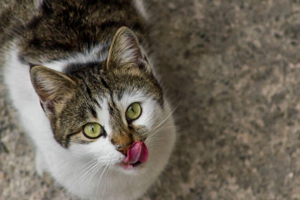 Pet Shoplarda Popüler Ürünler ve Evcil Hayvan Fiyatları Rehberi