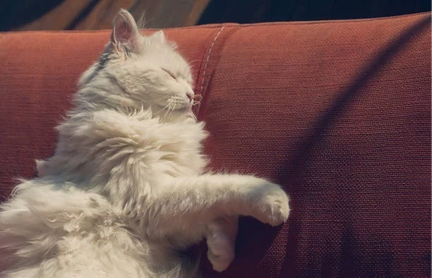 Kediler İçin En Rahat Yataklar ve Yatakta İşeme Sorununa Pratik Çözümler