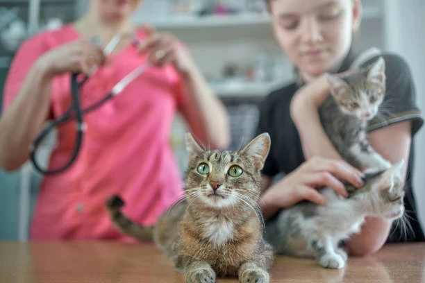 Veterinerden Yavru Kedi ve Rus Finosu Sahiplenme Rehberi