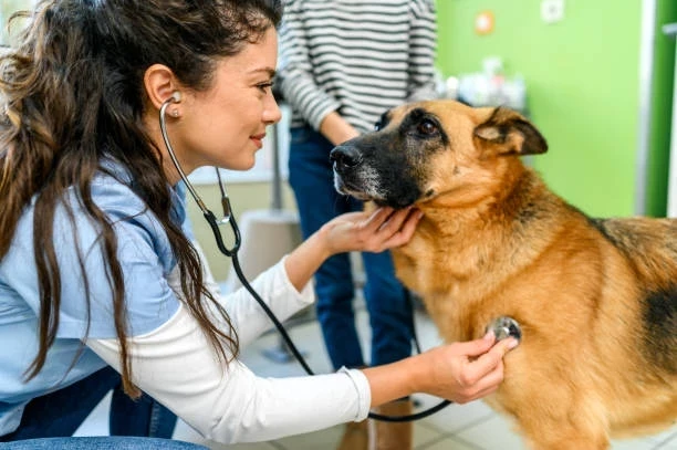 Veteriner Hizmetlerinde Güncel Bilgiler: Muayene Eldiveni, Ücret Tarifesi ve Amoksisilin