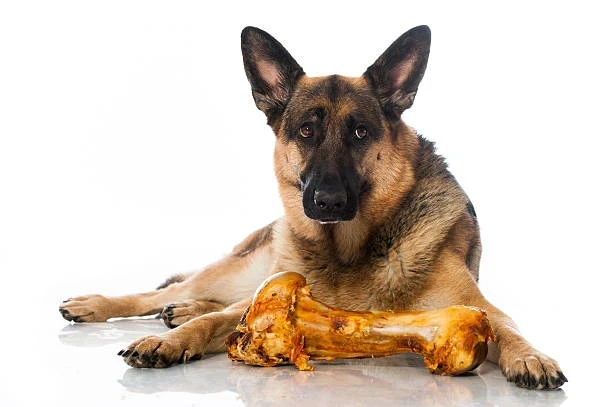 Büyük Köpek Cinsleri ve Tüy Dökmeyen Türler Hakkında Rehber