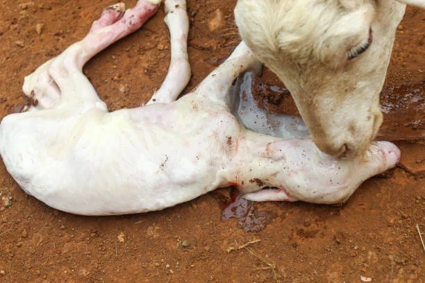 Hayvan Hastalıkları ve İnsana Bulaşma Riskleri