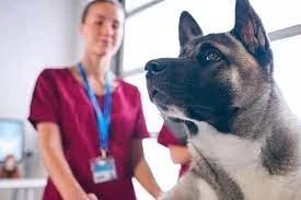 Dişi Kedi ve Köpeklerde Kısırlaştırma