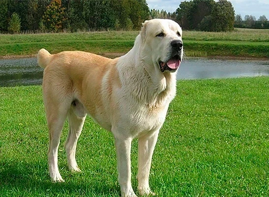 Orta Boy, Çirkin ve Alabay Köpek Cinsleri Rehberi