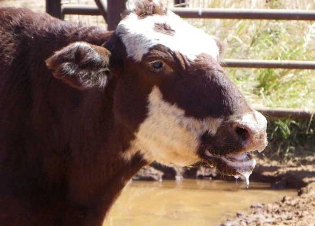 Hayvan Hastalıkları Nelerdir? Eğlenceli Bir Hayvan Hastalığı Bulmaca