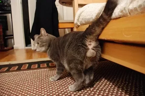 Erkek Kedi Kısırlaştırma Zararları Nelerdir? Şaşırtıcı Gerçekler