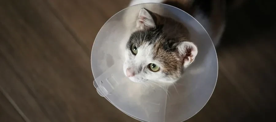 Kısırlaştırılmış Kedi Bakımı: Sağlıklı ve Uzun Ömürlü Yaşam