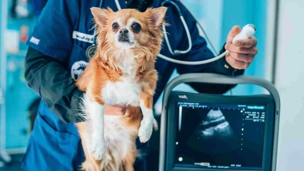 Başarılı Bir Veterinerde Olması Gereken Temel Yetenekler