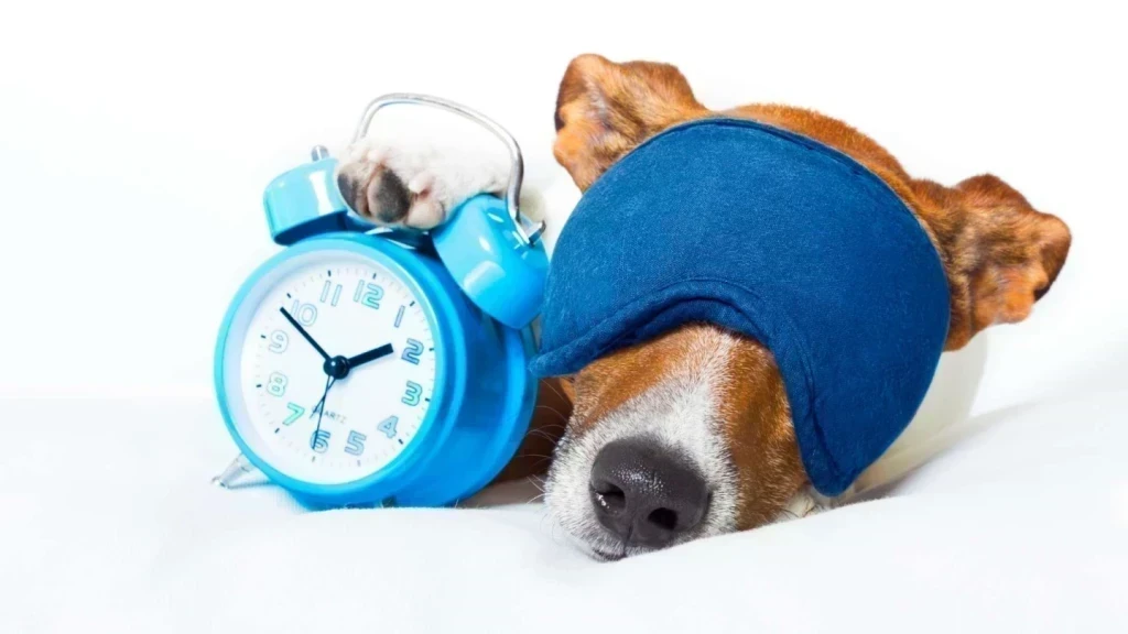 Veterinerlerin Hafta Sonu Açılış ve Kapanış Saatleri