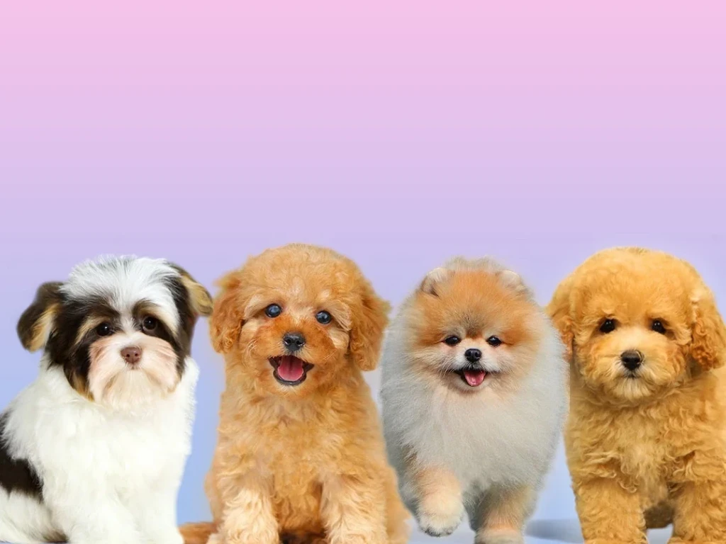 Rengine ve Tüyüne Göre En Sevimli Küçük Köpek Cinsleri