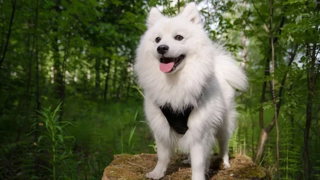 Beyaz Köpek Cinsleri: En Popüler ve Sevilen 5 Tüy Sarısı