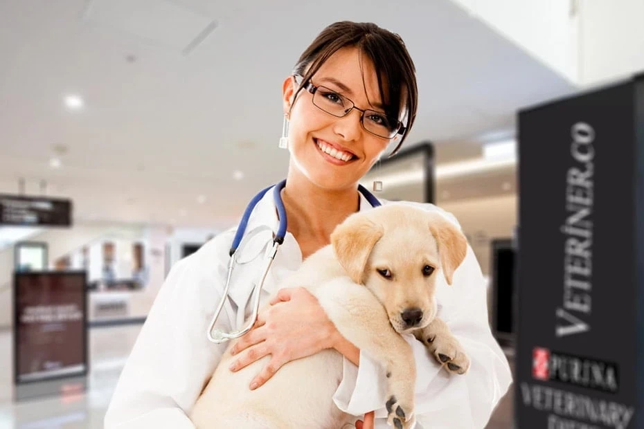 Veterinerler Ne Kadar Kazanıyor? Türkiye’de Kazanç Gerçekleri