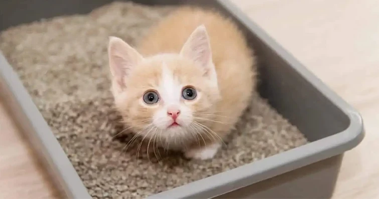 Kedi Tuvalet Eğitimi: Spreyden Klozete Tüm Yöntemler!