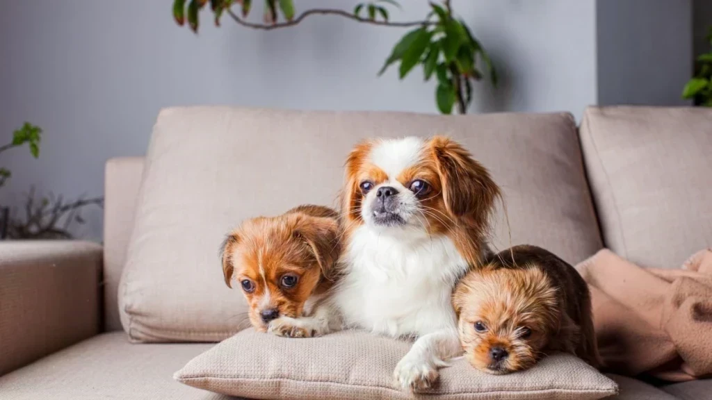 Apartmanda Yaşayan ve Beslenen En Uygun Köpek Cinsleri Hangileri?