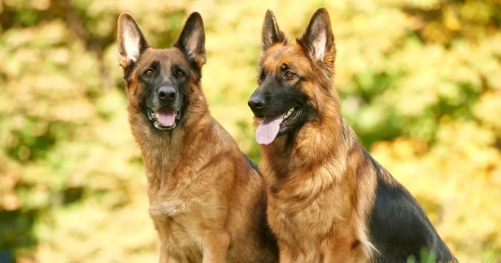 Alman ve Amerikan Köpek Cinsleri: En Popüler 10 Türleri