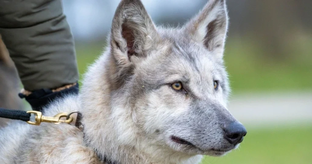 Kurt Köpekleri Cinsleri: Doğanın En Güçlü ve Sadık Dostları