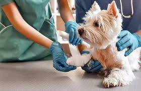 Veterinerler Kaçta Kapanır? Evcil Dostlarınız İçin Saatler