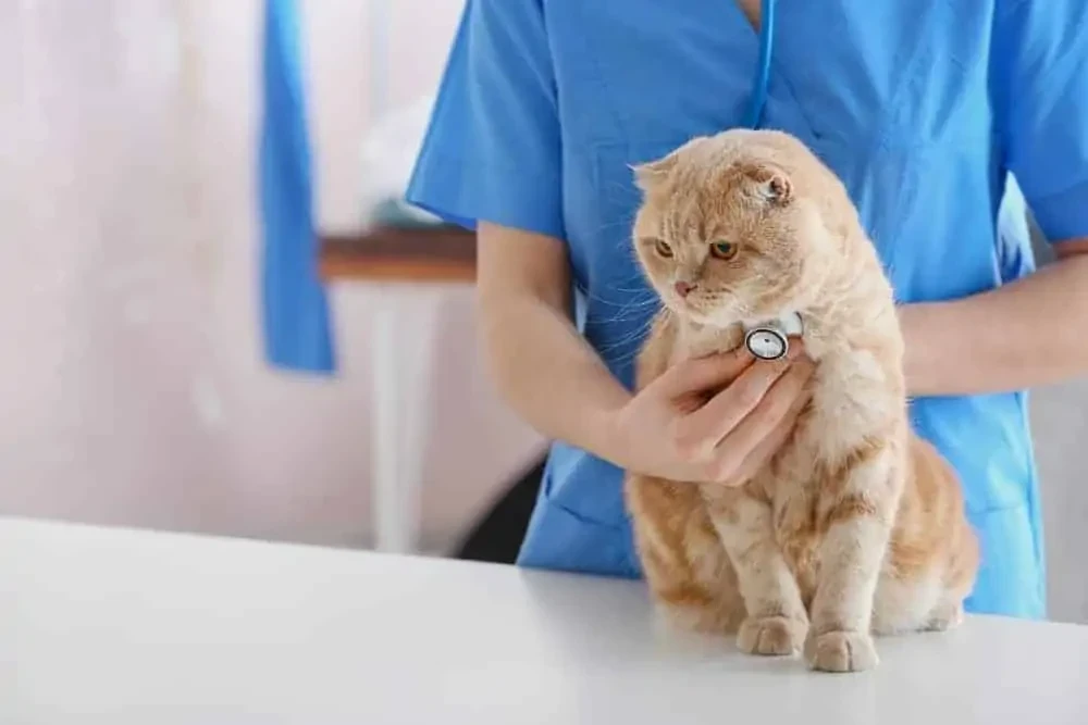Kedi Veren Veterinerler ve Sahiplendirme İpuçları