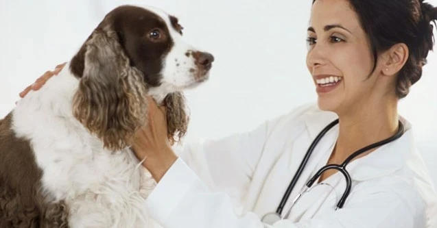 Türkiye'nin En İyi Veteriner Fakültesi ve Veteriner Hekimleri