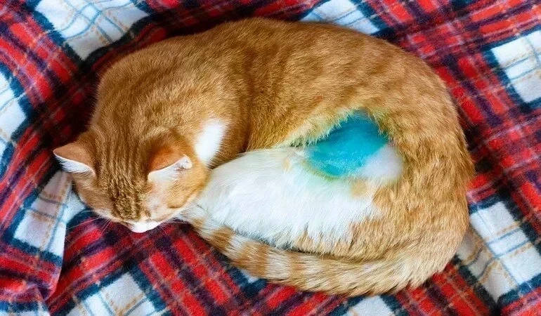 Dişi Kedi Kısırlaştırma: Süreci, Zamanı, Yöntemleri ve Ücretleri