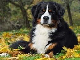 İsviçre Köpek Cinsleri: Sadık ve Güçlü Irkların Dünyası